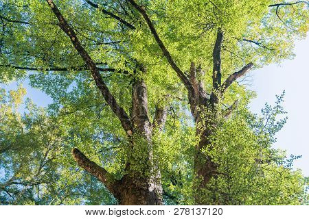 Dark Bark On Beech Tree Trunks Contrasts With Lime Green Leaves Against Blue Sky In Natural Forest S