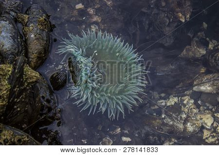 A Thriving Sea Anemone In A Tide Pool On The Northern Coast Of Washington Along The Strait Of Juan D
