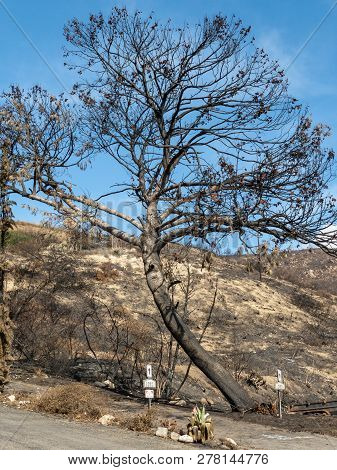 Malibu After Woolsey Fire Burnt Landscape In California