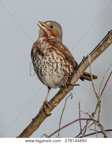 A Striking Fox Sparrow (passerella Iliaca) Sings From A Branch On A Foggy Morning In Tennessee At Gu