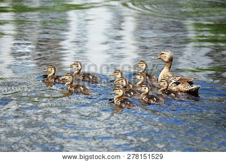 Wild Duck (anas Plathyrhynchos) Family Floating In The Lake
