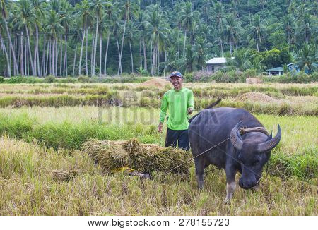 Marinduque , Philippines - March 31: Filipino Farmer Working At A Rice Field In Marinduque Island Th