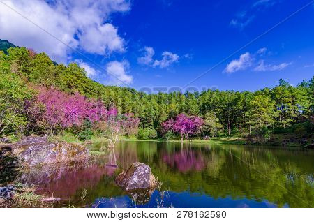 Lake Tree Khun Wang Inthanon Chiang Mai Thailand