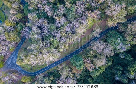 Deciduous Forest And Road Near Sirikit Dam At Uttaradit Province,thailand, Travel Concept