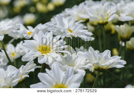 Closed Up Of White Chrysanthemum Flower With Yellow Center, Beautiful Dendranthemum Flower Backgroun