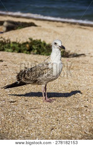 A Heuglins Gull