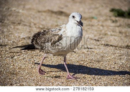 A Heuglins Gull
