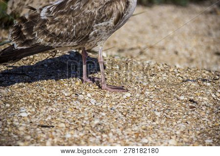 A Seagulls Feet