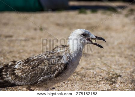 A Heuglins Gull