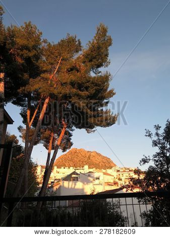 El-hacho Viewd Trough Tall Fir Trees On Sunny December Morning