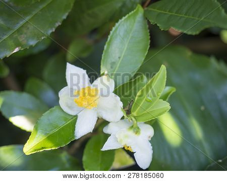 Closeup Of Green Branch Of Tea Tree Camelia Camellia Sinensis White And Yellow Flower Blossom, Selec