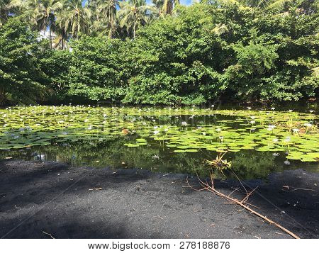 Tropical Lily Pond On A Black Sand Beach