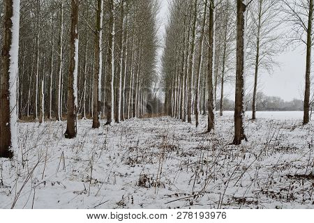Snow Covered Poplar Trees