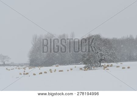 Sheep In A Snowy Field