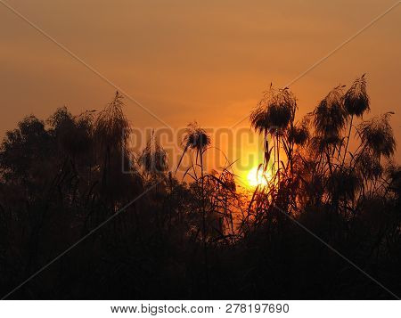 Sunrise Sun Up The Sun Is Going Up Behind The Bush Black Treee Background