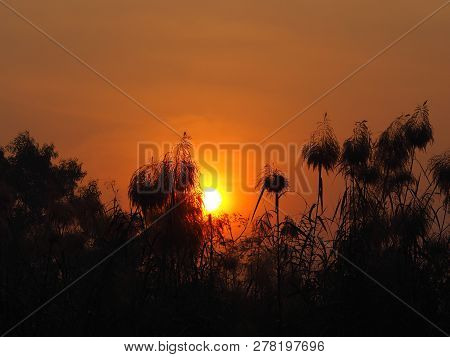 Sunrise Sun Up The Sun Is Going Up Behind The Bush Black Treee Background