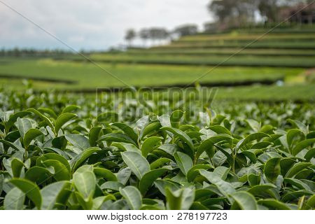 Selective Focus Of Oolong Green Tea Fresh Leaves In A Terraced Plantation Of Chiang Rai, Northern Th