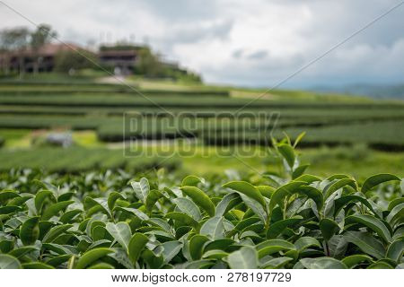 Foreground Focus Of Oolong Green Tea Fresh Leaves In A Terraced Plantation Of Singha Park, Chiang Ra