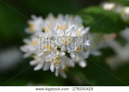 Slender Deutzia White Flowers - Latin Name - Deutzia Gracilis