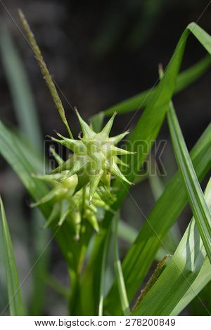 Grays Sedge - Latin Name - Carex Grayi