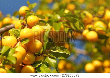 Yellow Wild Mirabelle Prune (prunus Domestica Subsp. Syriaca) Fruits Growing On The Tree Branch
