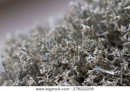 Macro Shot. Dry Gray Forest Moss. Selective Focus. Lichen Stabilized Dried For Landscape Design Moss