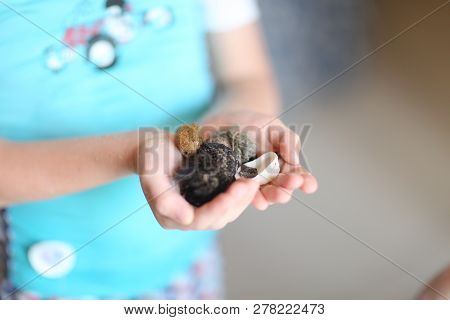 Top View On The Little Hands, Macro, Full Of Sea Treasures.