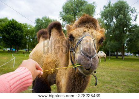 Camel Light Brown. The Humps Of A Camel Are Brown. The Camel Stands. Eats Branches With Leaves From 