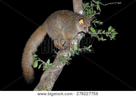 Nocturnal greater galago or bushbaby (Otolemur crassicaudatus) in a tree, South Africa