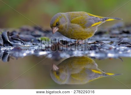 European Greenfinch Looking At His Reflection In Water Pond