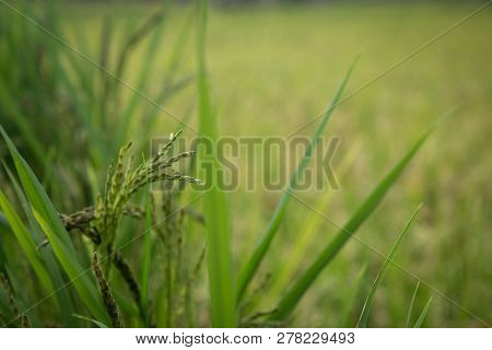 Green Rice Corn In A Rice Field