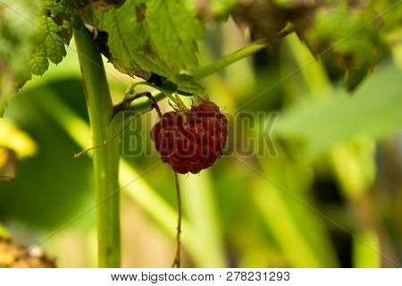 One Raspberry Berry Hangs On A Raspberry Bush. Raspberry Berry Ripened, Burgundy Color. The Leaves A