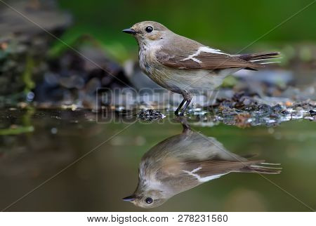 European Pied Flycatcher Standing In Water Mirror Pond