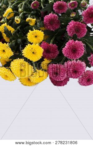 Multicolored Dahlia Flowers Close Up. Whie Isolated Background, Cotout.