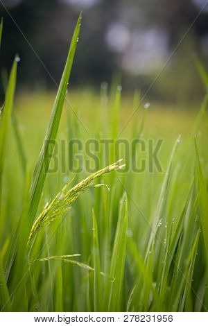 Close Up Of Green Rice Field With Morning Dew