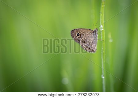 Butterfly In The Rice Fields With Dew