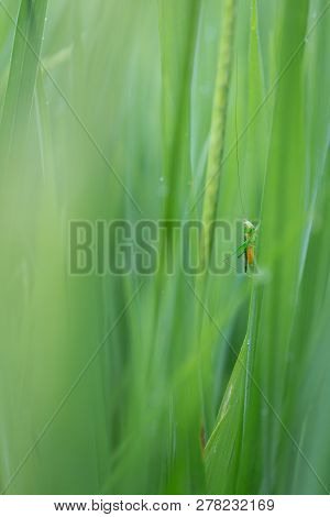 Yellow Grasshopper In A Green Rice Field