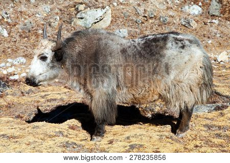 White And Grey Yak (bos Grunniens Or Bos Mutus) Nepal Himalayas, Mountains Animal