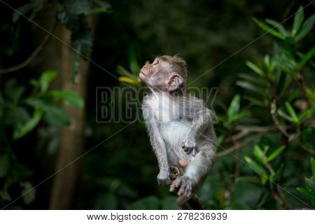 Little Baby-monkey In Monkey Forest Of Ubud, Bali, Indonesia