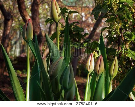 Unexpanded Buds Of Tulip Flowers. Green Leaves And Stalks With Buds Ready To Burst In Early Spring S