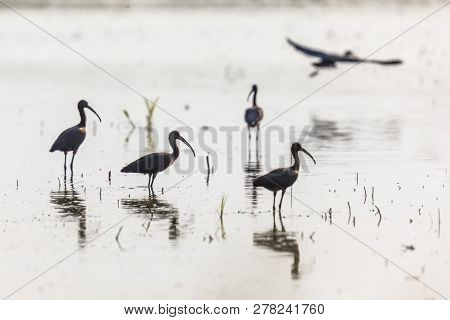 Glossy Ibis Group Backlight