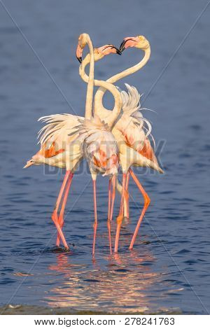 Four Flamingos Socialising