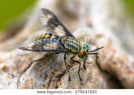 Twin-lobed Deerfly (chrysops Relictus) Close Up On Flower