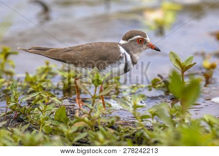 Three Banded Plover (charadrius Tricollaris) Wading On Shore Of Waterhole In Kruger National Park So