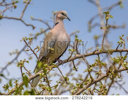 Cape Turtle Dove (streptopelia Capicola) Perched On Branch With Bright Background In Kruger National