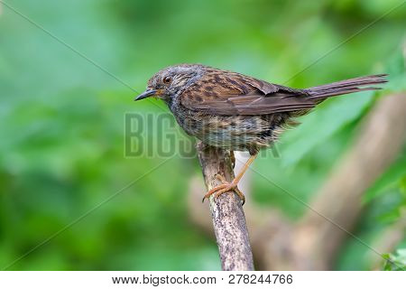 Dunnock Perched On Top Of A Dry Branch