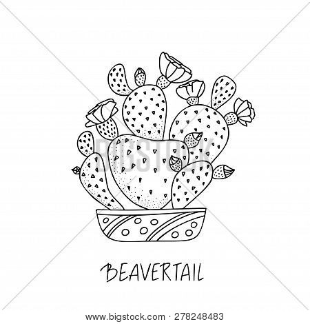 Beavertail Cactus In Decorative Pot In Doodle Style With A Handwritten Title. Vector Illustration. D