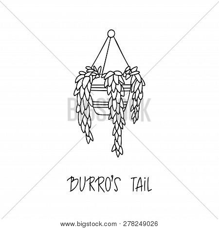 Burros Tail Succulent Plant In Decorative Pot In Doodle Style With A Handwritten Title. Vector Illus