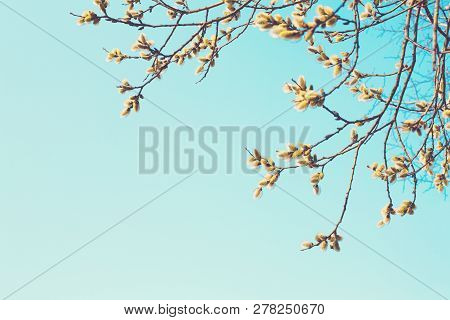 Spring Nature Background With Pussy Willow Branches. Frame Of Blossoming Willow Branches Closeup In 