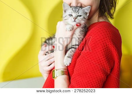 Girl In A Red Sweater Holds A Striped Kitten On Her Hands On A Yellow Background